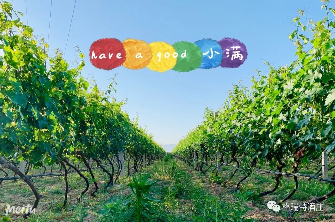 記錄小滿時節(jié)的酒莊、怎一美字了得！