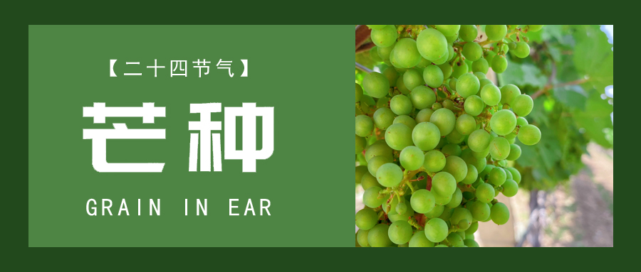 芒種 ▎忙終有獲，種得其所