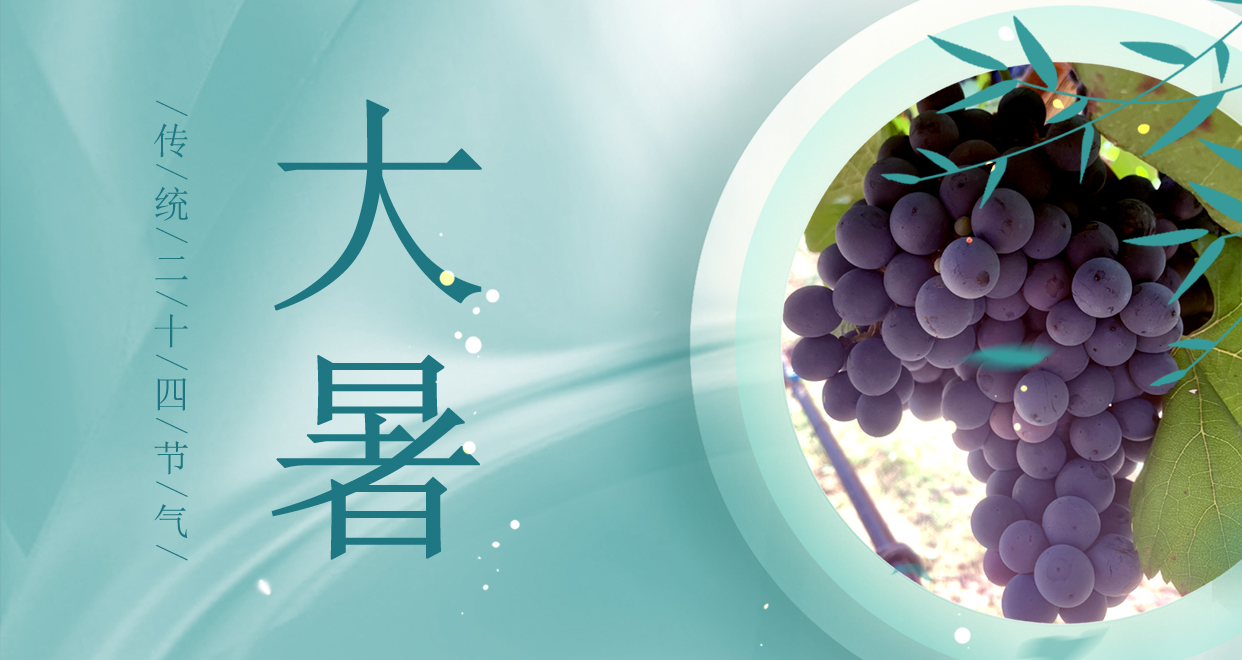 大暑 ▎時(shí)夏三伏盛，葡萄綴滿天