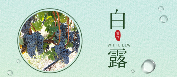 白露 ▎葡園循風，奔赴一場秋色
