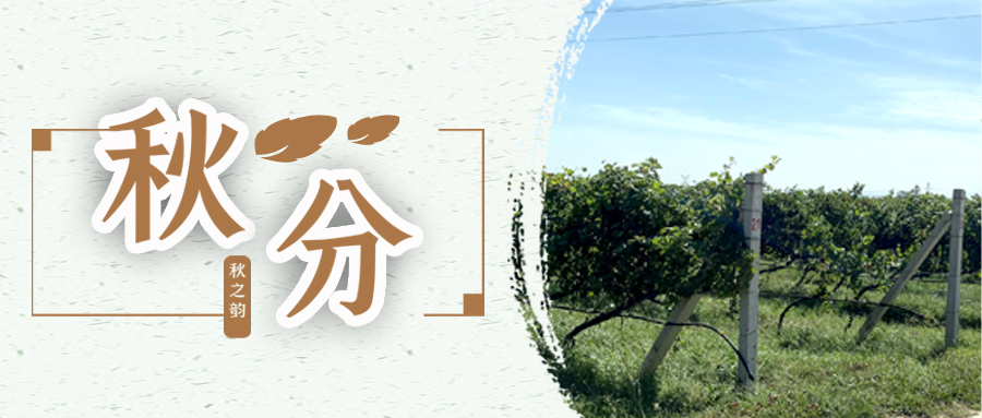 秋分 ▎秋分載萬物，葡園話豐收