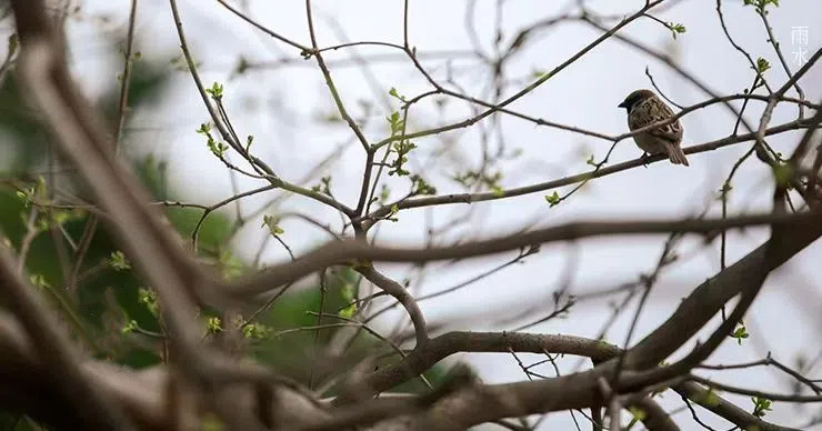 雨水||絲絲春雨潤萬物，杯杯美酒暖人心