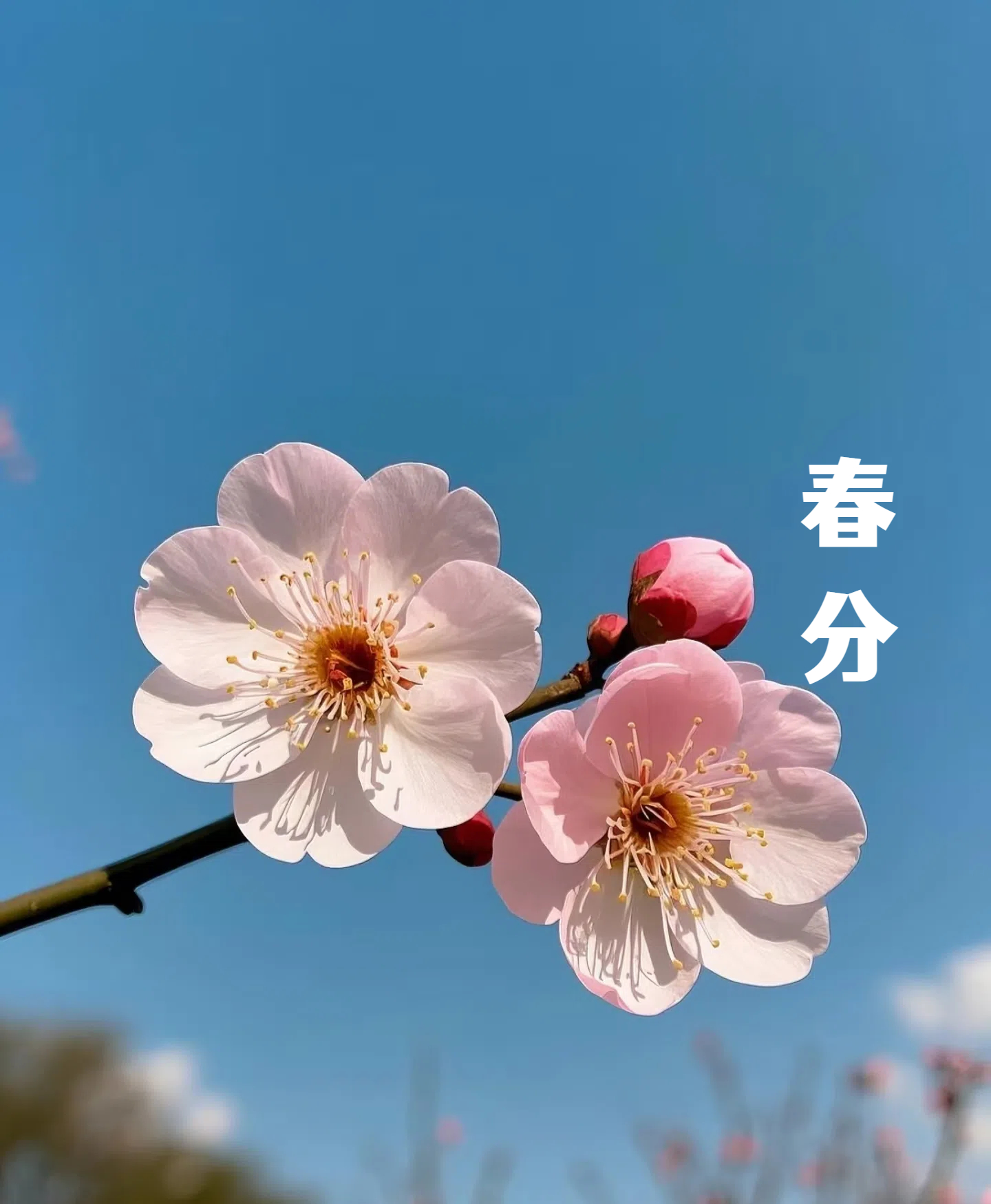 春分||花間一壺酒，莫負(fù)好時(shí)光